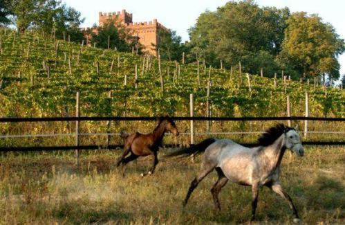 La Cascina Del Castello Villa Asti Luaran gambar